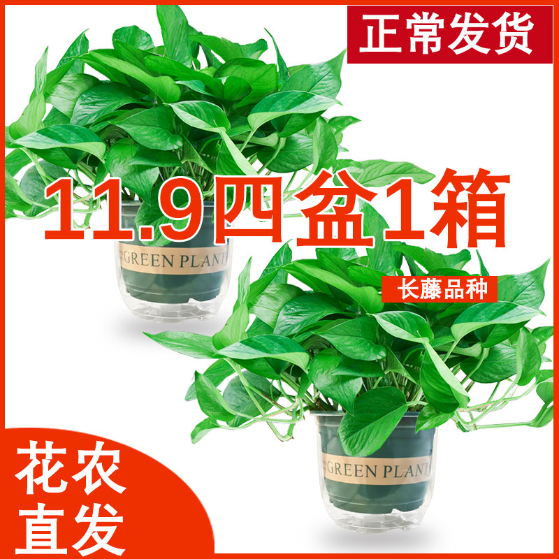 绿萝盆栽花卉植物室内吸除甲醛净化空气长藤垂吊兰大绿箩水培绿植