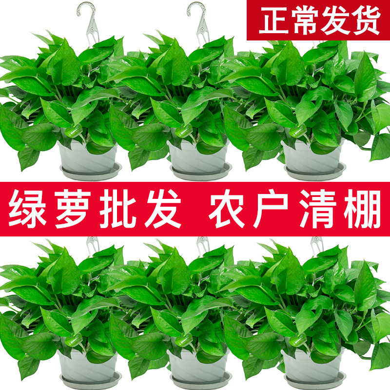 绿萝盆栽吸甲醛长藤植物花卉新房净化空气绿植易活水培除甲醛绿箩