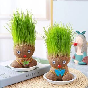 草头植物盆栽长草娃娃室内桌面创意迷你水培绿植儿童趣味观察生长