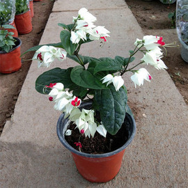 龙吐珠花盆栽花卉观花植物室内花客厅吸甲醛四季开花带花发货包邮