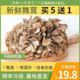 一号农场新鲜舞茸茶非干货日本引进特级免洗灰树花食用菌菇顺丰