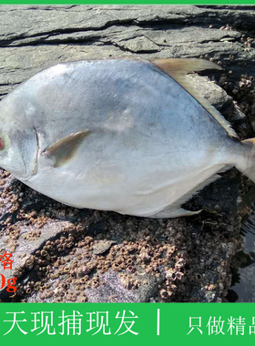 大连鲜活深海平鱼镜鱼白鲳金仓鱼