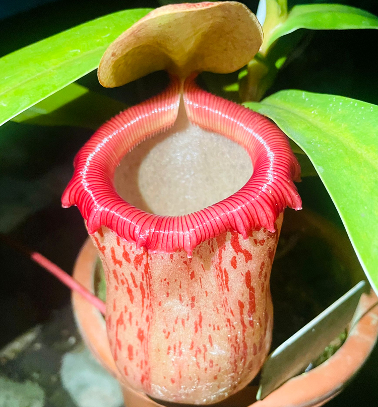 葫芦交辛布亚猪笼草食虫植物低地高地