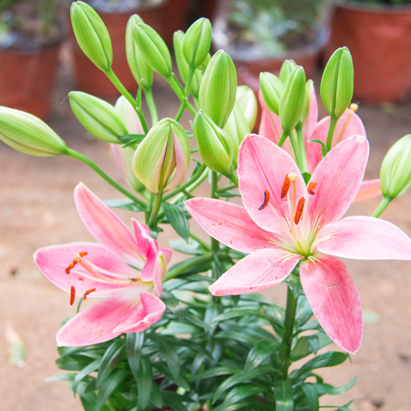 进口百合花盆栽香水百合苗带花苞植物花卉盆栽白雅卉 百合_69775
