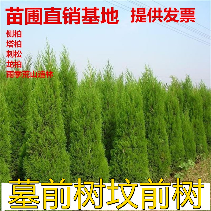坟前树墓前树刺柏苗松塔柏宝塔松侧柏树苗扁圆龙柏清明绿化四季青