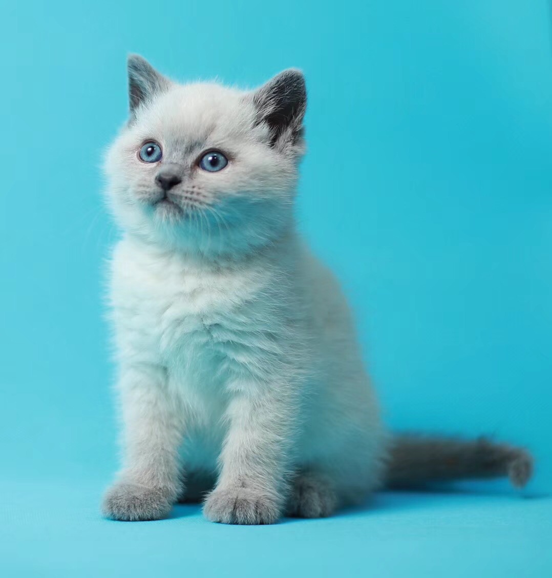 英短蓝猫  重点色英短宠物猫活体带血统送猫上门,上门挑