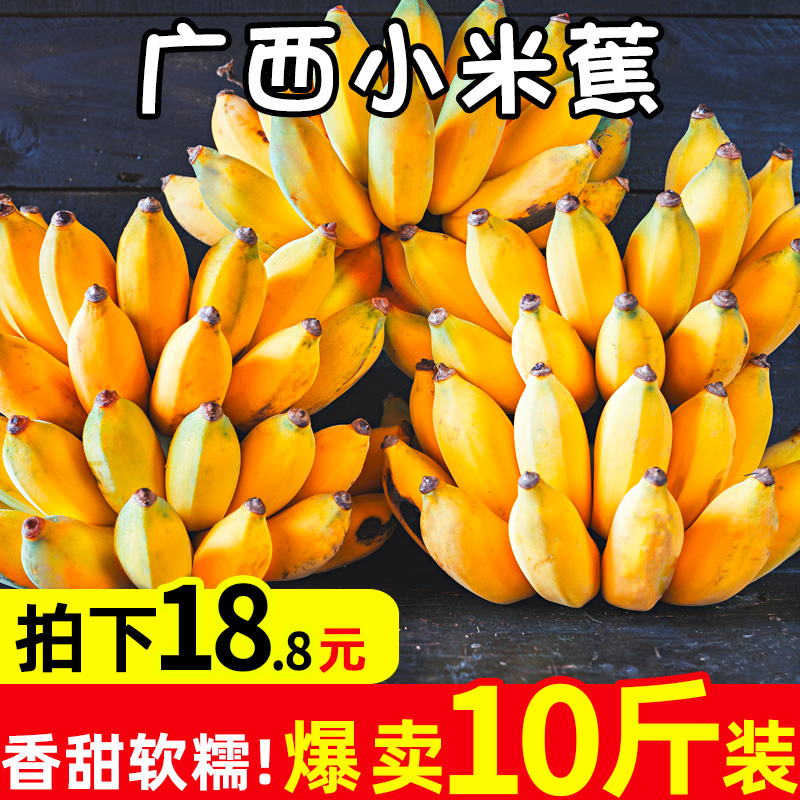 广西小米蕉10斤装小香蕉banana新鲜应季芭蕉水果不是皇帝蕉整箱