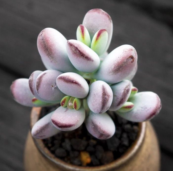 乒乓福娘多头老桩多肉植物一物一拍 精灵豆福娘办公室绿植韩国