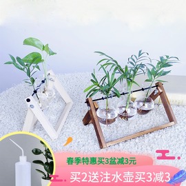 创意水培绿萝植物盆栽玻璃瓶水养植物办公桌面小清新净化空气绿萝