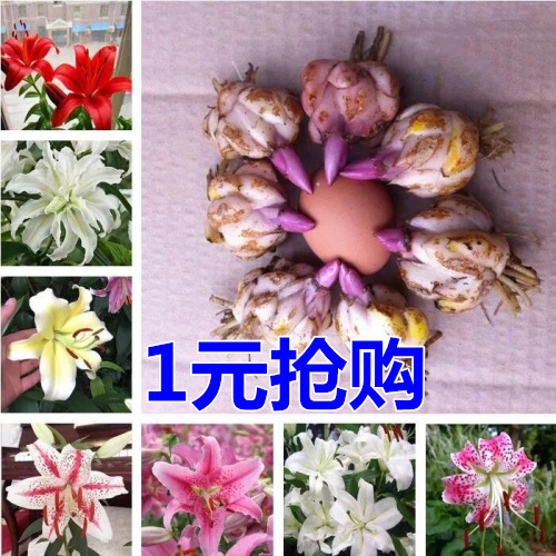 香水百合花盆栽花卉观花植物室内花种子百合种球四季带芽大球|msdalam kategori penghantaran bunga/bunga simulasi/tumbuhan berkebun, bunga/Buah-buahan dan sayur-sayuran/benih rumput (baru), mentol - dari Buy2taobao.com untuk memberikan perkhidmatan ejen Taobao profesional membeli