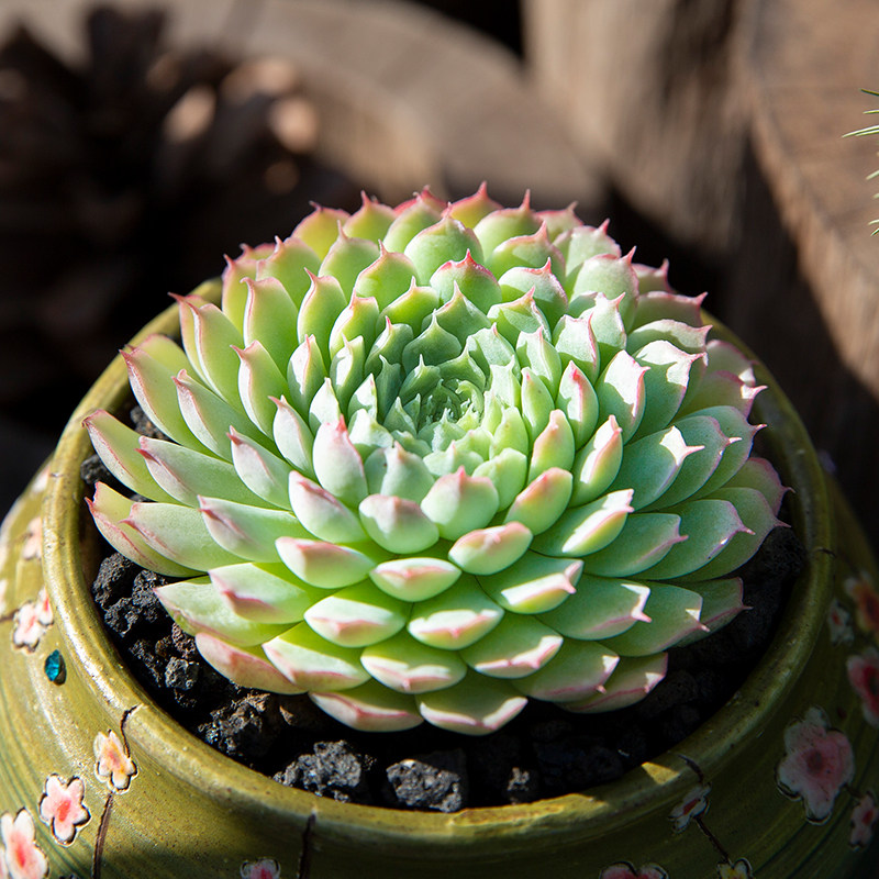 小绿衣多肉植物大颗好养室内阳台稀有绿植多肉萌肉肉小盆栽花陌派