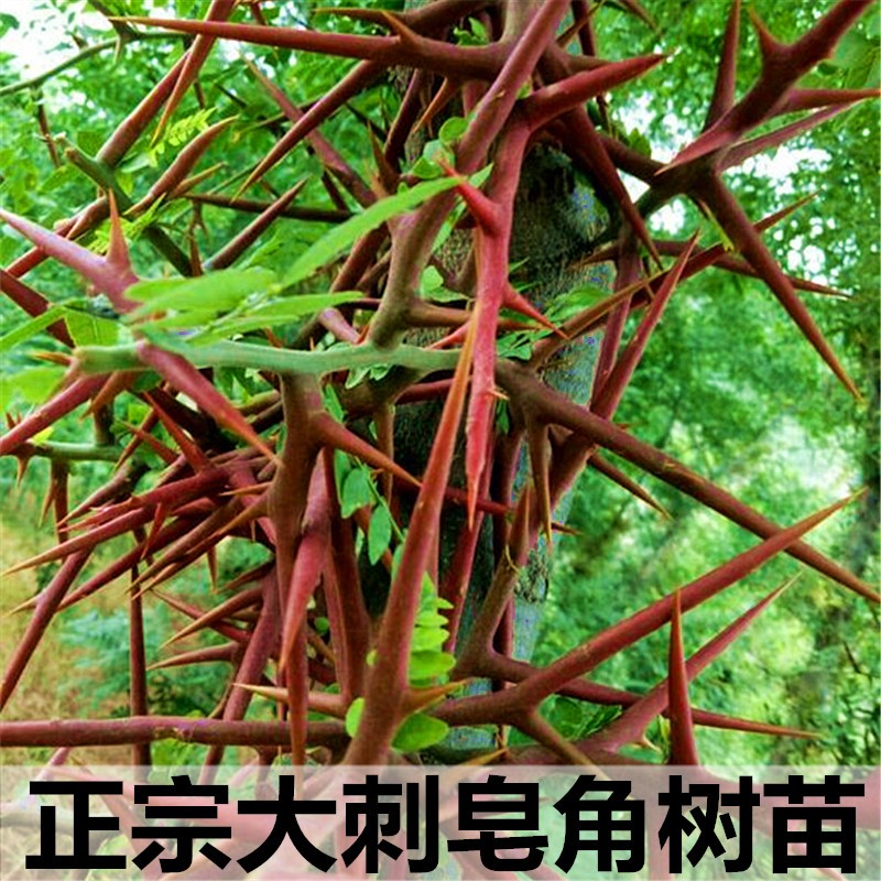 淘宝￥5折后价￥5皂角树苗无刺皂角绿化庭院造刺树篱笆大刺药用产刺