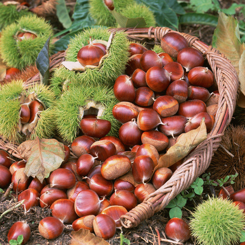 生板栗 罗田新鲜野生粟子仁 野生花壳嫩仁油生鲜甘栗即食2021现货