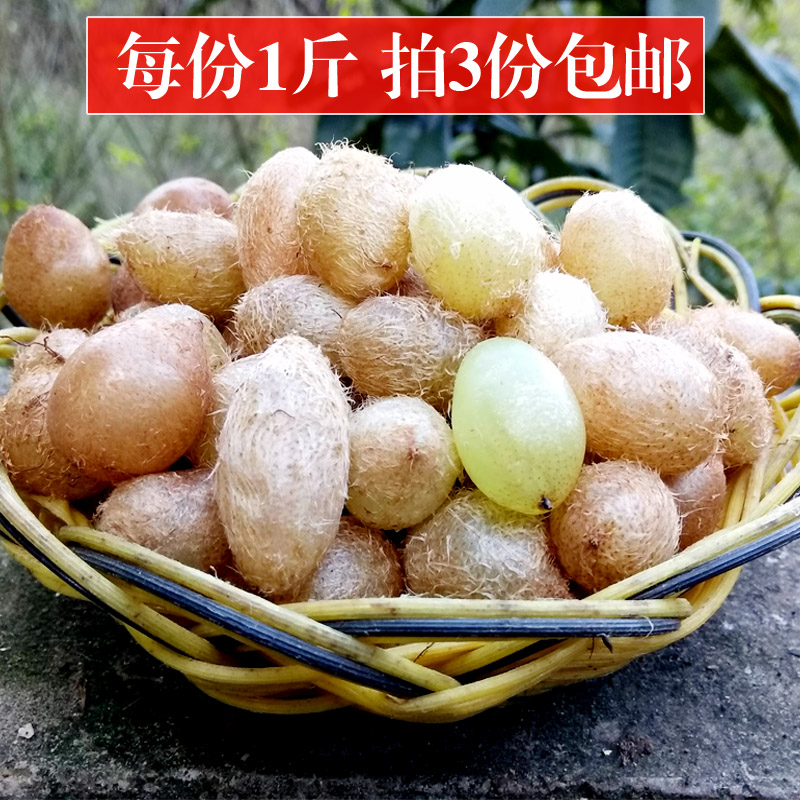 野生石黄皮新鲜化狗儿精选中药材贵州肾蕨果满3斤包邮凤凰蛋现挖