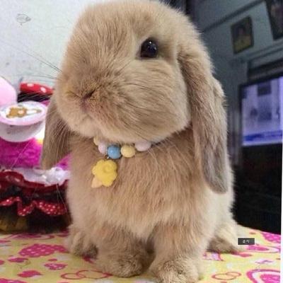 垂耳兔活体网红迷你道奇荷兰纯种折耳兔宿舍宠物兔垂耳兔子活物