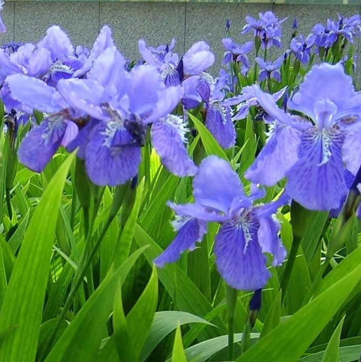 蓝蝴蝶 扁竹花蓝花鸢尾种子 德国鸢尾 鸢尾花是呃逆阳台