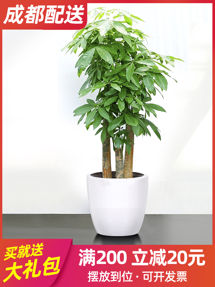 单株大发财树盆栽招财树摇钱树发财树花盆发财树招财粗干发财树