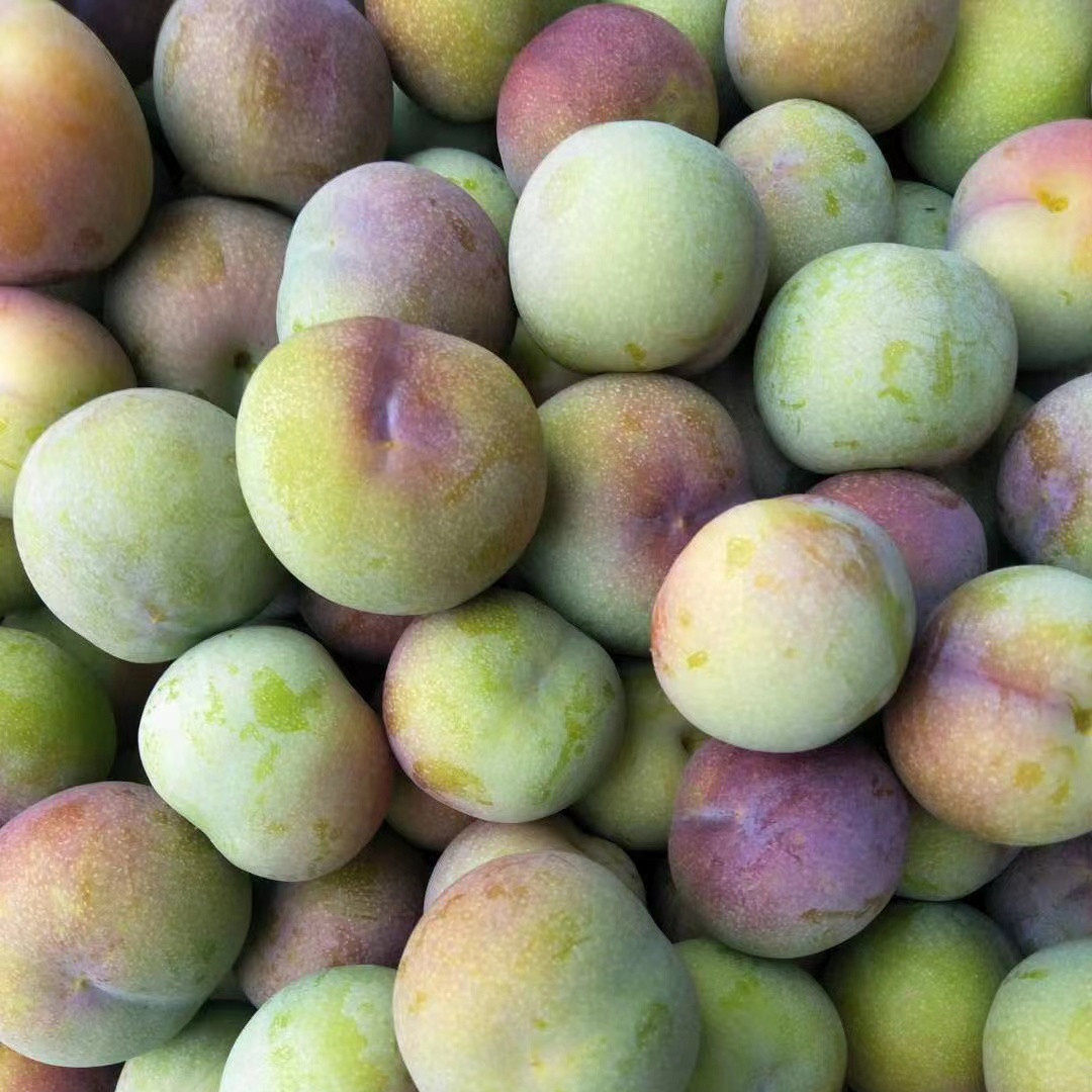 茵红李子正宗四川汶川半边红纯天然新鲜水果宜宾空心青脆甜脱骨李