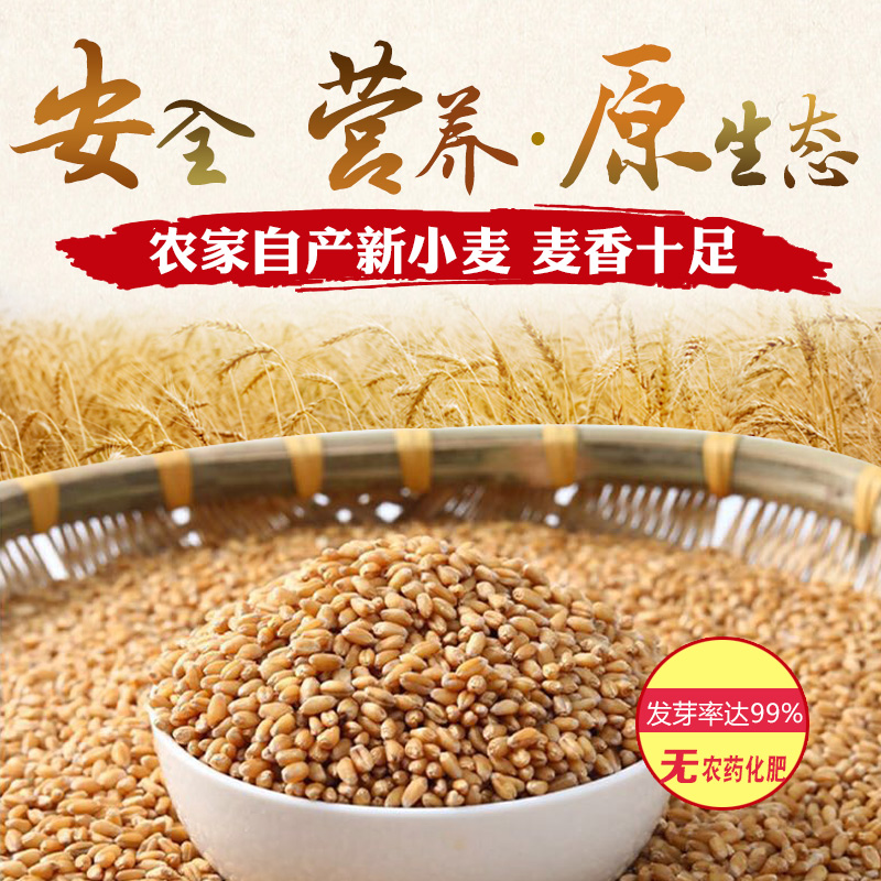 内蒙河套高筋新小麦粒8斤农家自产小麦草种子 食用麦芽糖麦苗榨汁