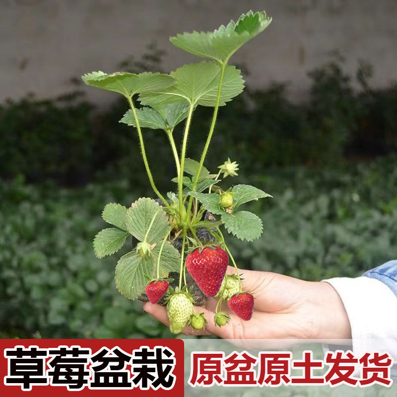 奶油草莓苗四季结果盆栽带盆带土桃熏天使红颜草莓种植苗阳台露天