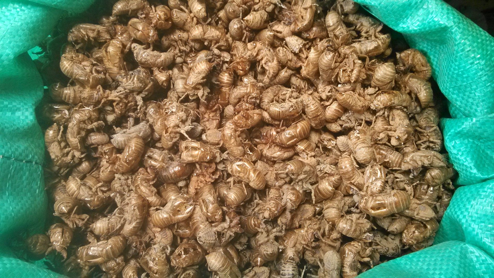 中药材 蝉蜕 蝉衣 知了壳 蝉脱 质量保障 50g 满500克包邮_不打折现价