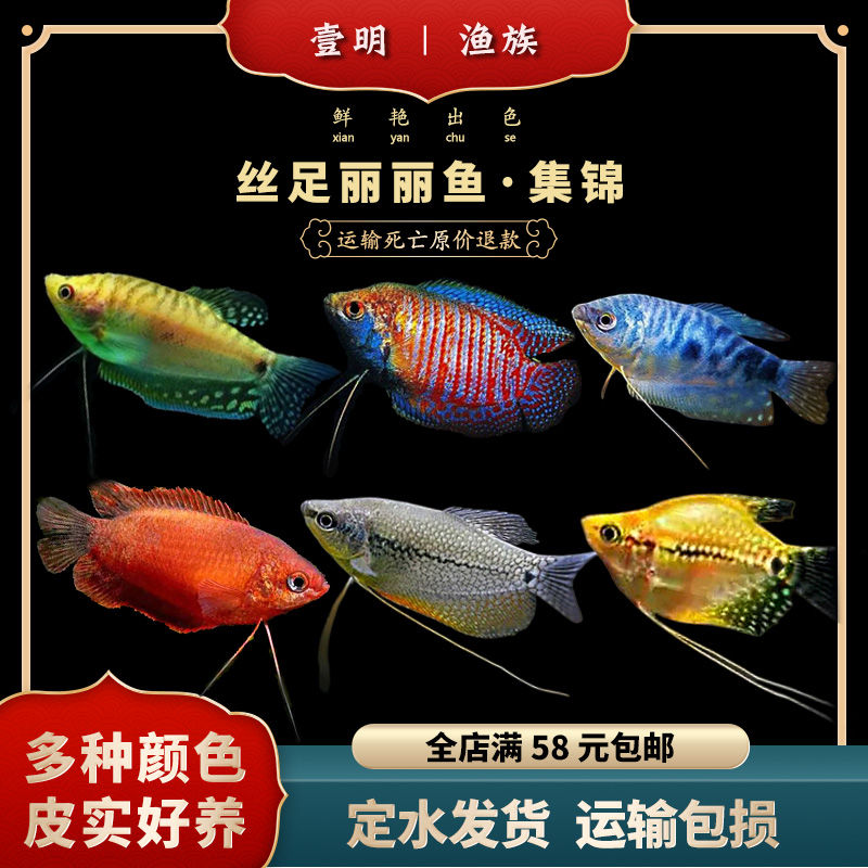 新品黄蓝曼龙鱼活体草莓血丽丽黄曼龙球珍珠马甲球鱼