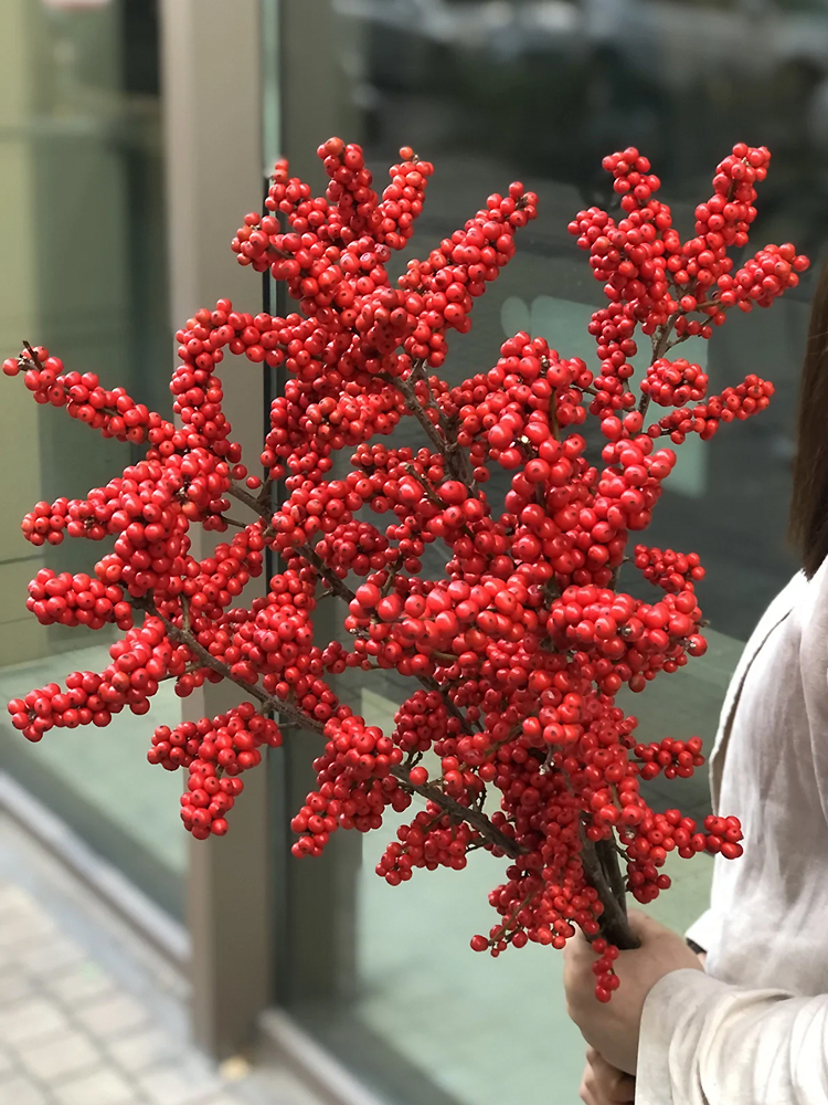 进口北美冬青发财红果室内水培插花植物客厅阳台绿植盆栽新鲜花卉