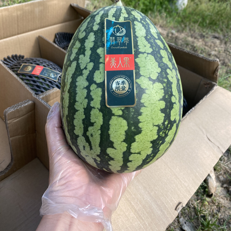 翡翠蒂西瓜美人果当季海南麒麟瓜单果6斤红壤西瓜皮薄脆甜多汁