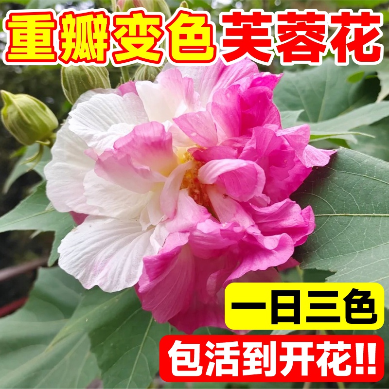 芙蓉花树苗盆栽重瓣三醉芙蓉花苗室内外庭院耐寒种植四季开花植物