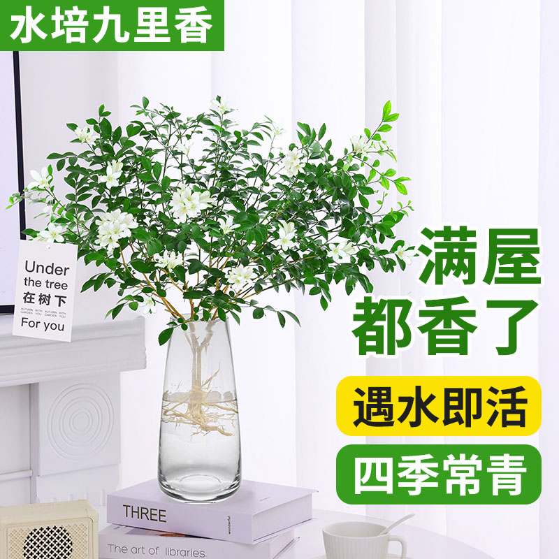 水培植物九里香清香绿植四季盆栽室内好养懒人花卉植物马醉木吊钟