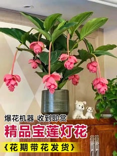 宝莲灯花盆栽带花苞发货室内客厅花卉大花型绿植物四季好养活花苗