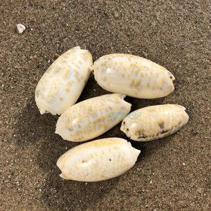 天然海螺贝壳3-5cm白榧螺仙女螺鱼缸水族造景地台装饰拍摄道具