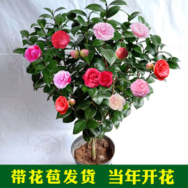 茶花盆栽五色赤丹四季茶花树苗金花茶盆栽四季开花的花烈香浓香型