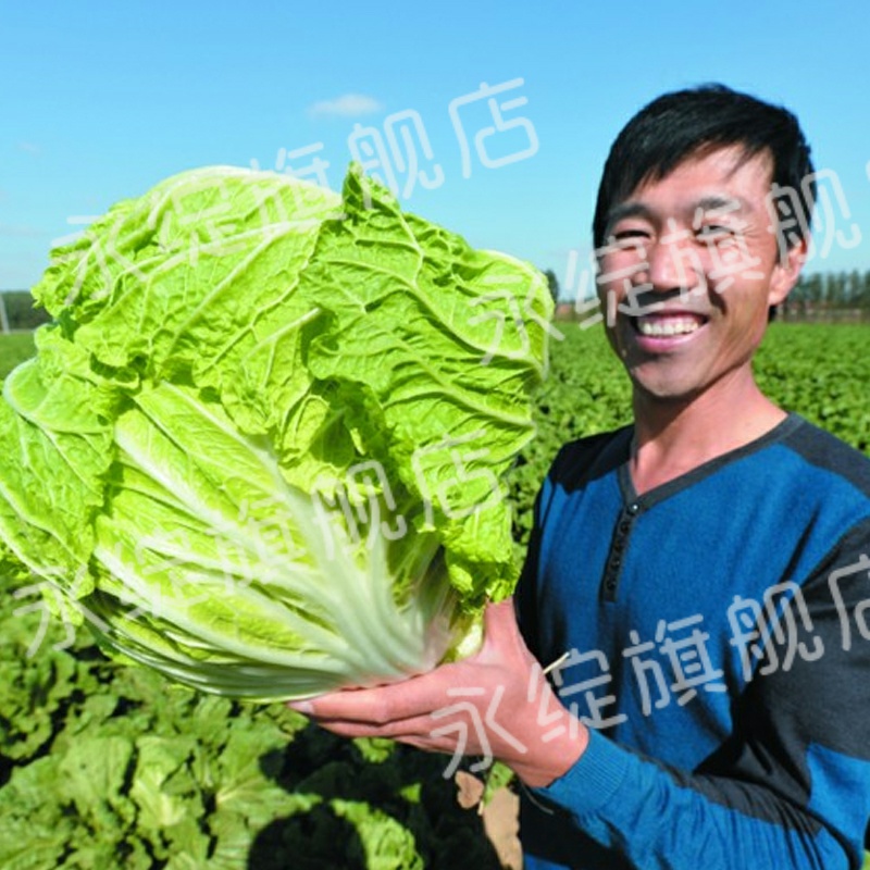 山东青岛特产正宗胶白胶州三里河大白菜胶州大白菜新鲜蔬菜