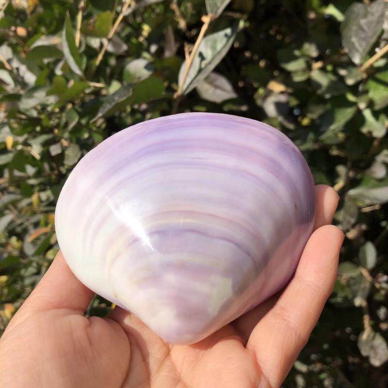 天然海螺贝壳粉蛤杨桃蛤粉贝壳紫鱼缸水族造景家居摆件拍摄道具大