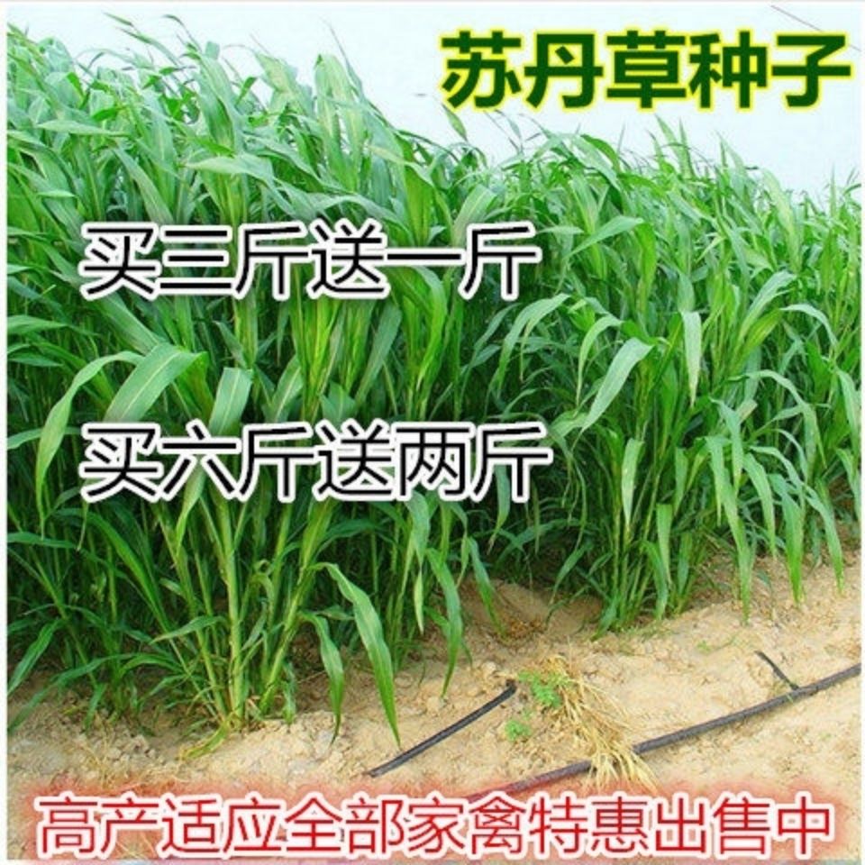 进口牧草苏丹草种籽鱼草种子喂鱼猪牛羊鸡鸭鹅四季高产草籽高丹草