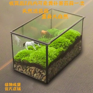 植物青苔微景盒子玻璃盆景苔藓微景观微缩森林生态瓶缸桌面摆件