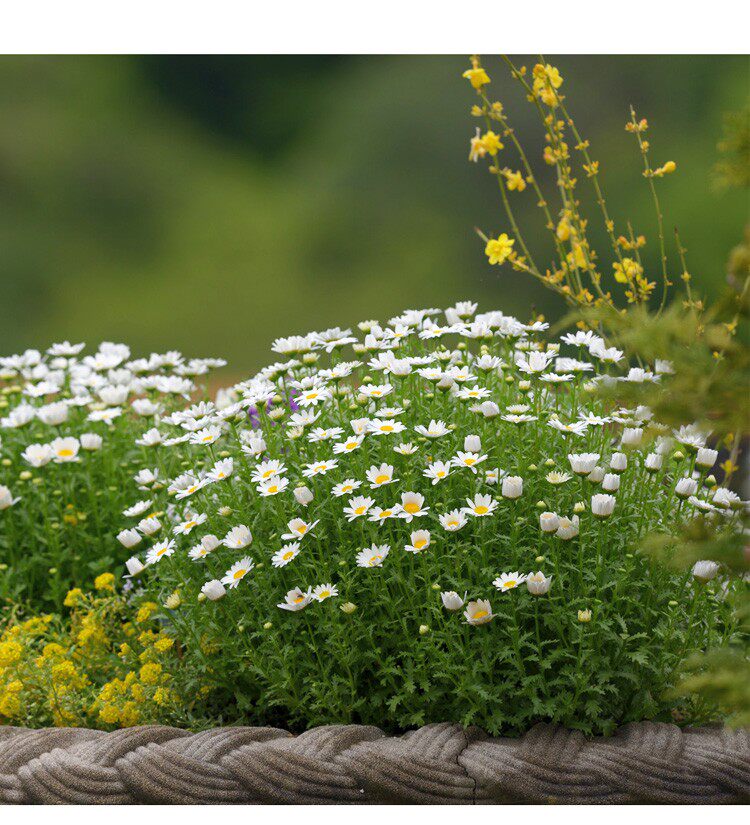 欣欣花园     白晶菊    盆栽    现货