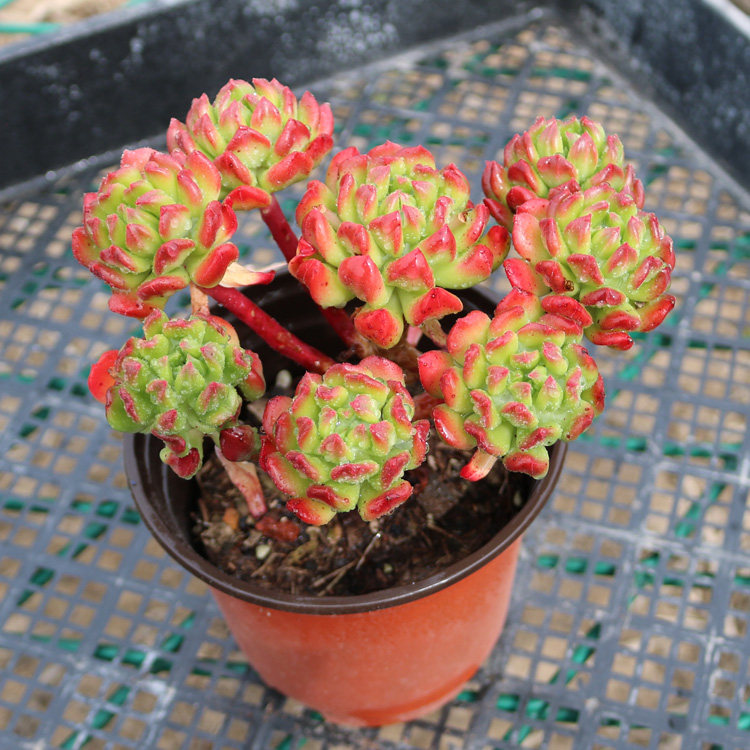 小灯笼一物一拍精品多肉植物大颗好养老桩新款稀有品种绿植盆栽