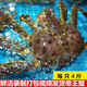 鲜活帝王蟹4-10斤海鲜水产阿拉斯加进口海鲜皇帝蟹长脚蟹超大蟹