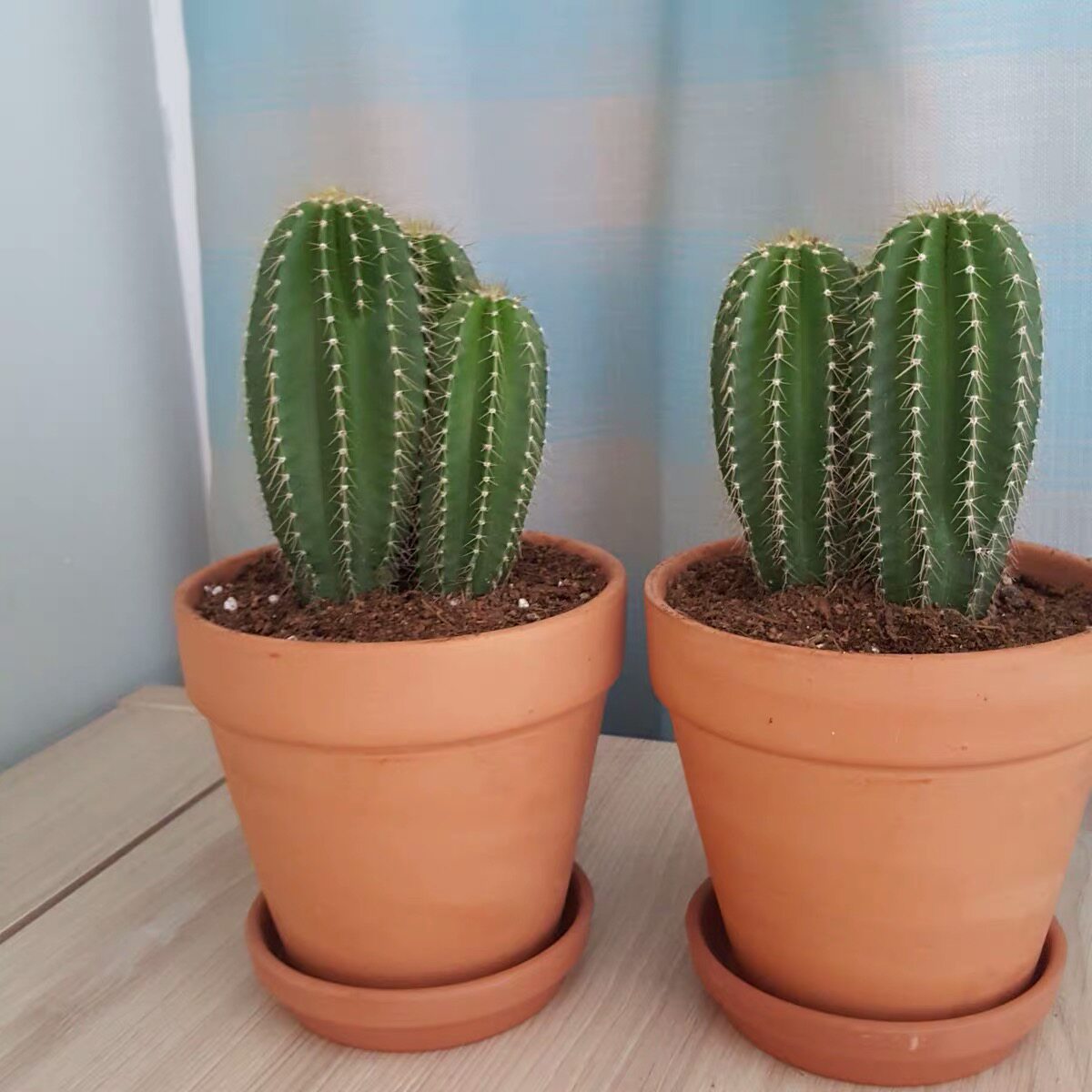 somi墨西哥凤龙 多头仙人掌送礼物桌面盆栽 龙神木仙人柱