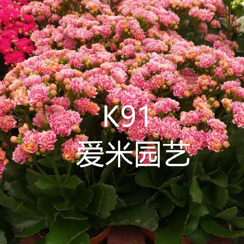 爱米园艺长寿花重瓣新品-不是安娜公主-k91