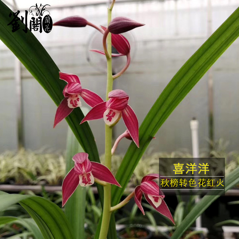 刘阁兰花苗秋榜喜洋洋冬带花苞出售浓香兰花室内阳台绿植花卉盆栽