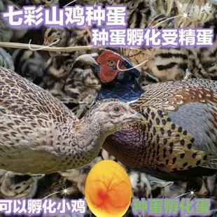 七彩山鸡种蛋孵化受精蛋可以孵化小鸡正宗出壳率高10枚起发