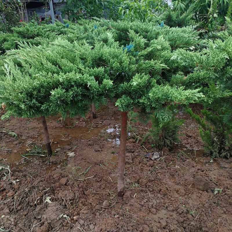 龙柏盆景树苗高杆柏树地栽庭院绿化行道植物绿植