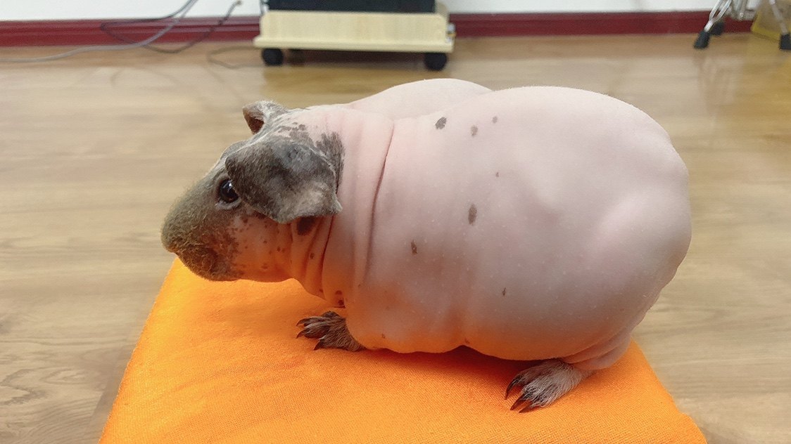 荷兰无毛豚鼠网红无毛猪无毛豚猪