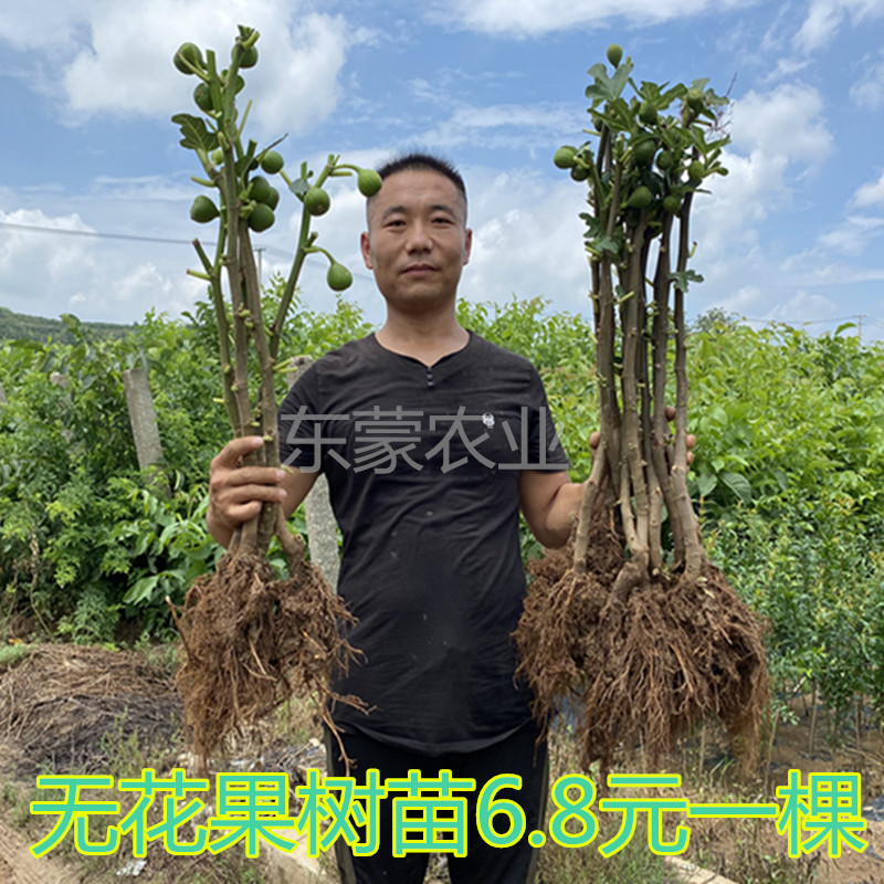 无花果树苗盆栽地栽波姬红布兰瑞克果树苗庭院种植果树苗当年结果