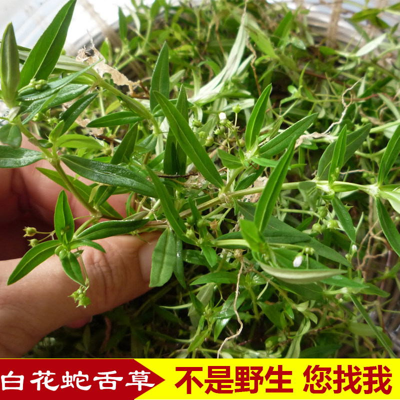 现采现发 农家正宗野生 新鲜蔬菜白花蛇舌草 野生鹤舌草龙舌草
