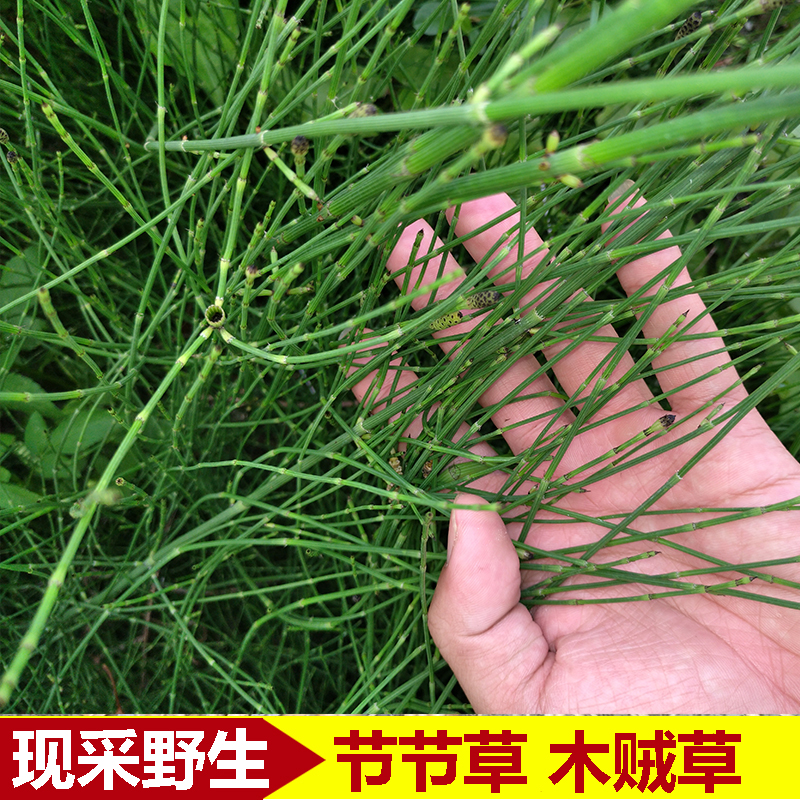 正宗野生中草药石菖蒲贵州中草药水蜈蚣地道香草九节菖蒲臭菖500g