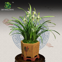 德芳兰业兰花苗玉凤素室内大花惠兰 好评好店